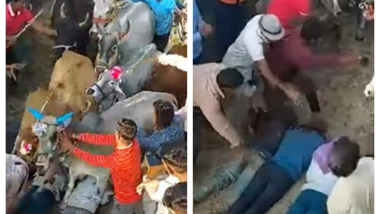 Jalani Ritual Unik Sebelum Diwali, Warga Desa Ini Rela Diinjak Sapi