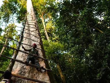 Pemburu madu tradisional Malaysia Zaini Abdul Hamid memperbaiki tangga untuk memanen sarang lebah di atas pohon Tualang raksasa di hutan Ulu Muda di Sik, sebelah timur laut negara bagian Malaysia, Kedah (11/3). (AFP Photo/Manan Vatsyayana)