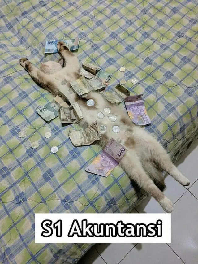 7 Meme Kelakuan Kucing Kalau Jadi Anak Kuliahan Bikin Ngakak