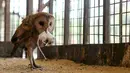 Seekor burung hantu tampak memakan tikus di kebun binatang, Giza, Mesir, 28 April 2016. Kebun binatang ini awalnya adalah pekarangan yang mana pemiliknya suka memelihara binatang-binatang liar. (REUTERS / Mohamed Abd El Ghany)
