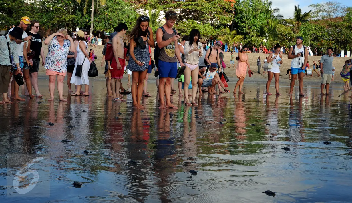 Puluhan wisatawan menyaksikan pelepasan tukik di Pantai Kuta Bali, 31 Agustus 2015. Pelepasan tukik merupakan upaya pelestarian habitat penyu yang mulai punah di kawasan Pantai Kuta, Bali. (Liputan6.com/Helmi Fithriansyah)