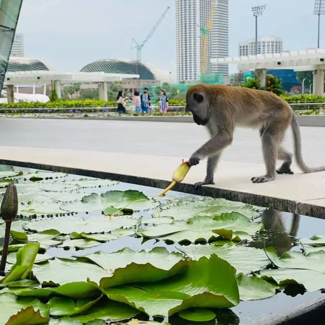 Marina Bay Sands