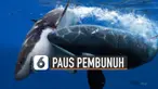 Beredar video menunjukkan Paus yang ada di perairan Indonesia. Paus itu terlihat ada beberapa dan disebut sebagai paus pembunuh di asalnya.