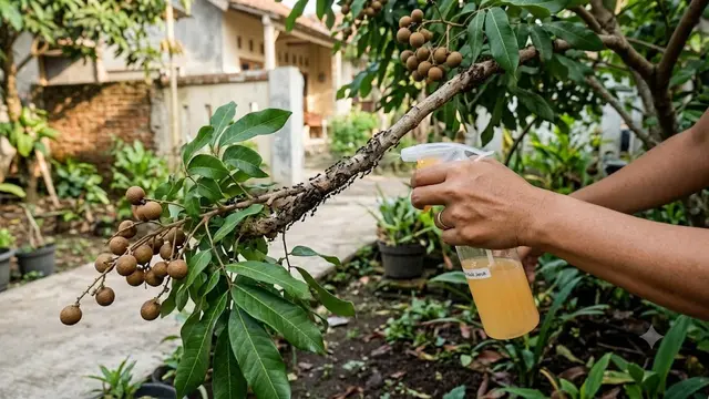 Mengusir Semut dari Tanaman Buah