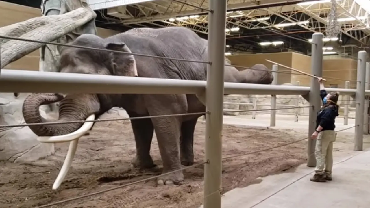 Menengok Aksi Gajah di Kebun Binatang AS Berlatih Yoga
