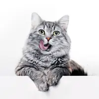 Ilustrasi Kucing/https://www.shutterstock.com/KDdesignphoto