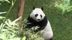 Sepasang Giant Panda asal China telah menyelesaikan masa karantina. Wakil PM China datang ke Taman Safari untuk melihat kondisi mereka.
