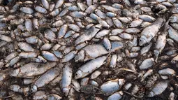 Penampakan ikan mati di tepi Danau Koroneia, Yunani, Kamis (19/9/2019). Ketinggian air Danau Koroneia telah turun lebih dari 70 persen dalam tiga tahun terakhir menjadi 80 cm sehingga mengakibatkan puluhan ribu ikan mati kekurangan oksigen. (AP Photo/Giannis Papanikos)