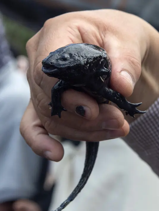 Seseorang menunjukkan hewan sejenis amfibi Ajolote (Ambystoma mexicanum) di pusat konservasi saat Ajolote Preservation Event di mana tindakan pelestarian spesies endemik yang terancam punah ini dibahas di Xochimilco, Mexico City, Meksiko, 16 Februari 2022. (CLAUDIO CRUZ/AFP)