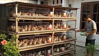 9 Peluang Usaha Ternak Tanpa Kandang yang Mahal, Modal Minim Untung Maksimal