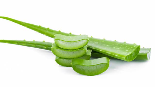 Ilustrasi lidah buaya