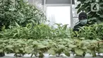 Anggota Kelompok Wanita Tani (KWT) Teratai saat melakukan perawatan tanaman sayur hidroponik di rumah kaca Green House, Sunter Muara, Jakarta, Minggu (13/12/2020). (merdeka.com/qbal S. Nugroho)