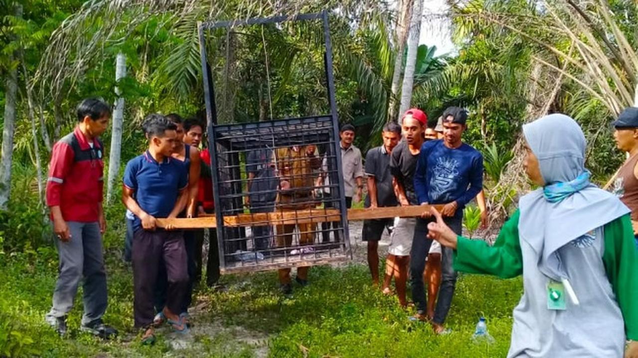 Personel BBKSDA Riau dan masyarakat Kota Dumai memasang perangkap dari kerangkeng untuk menangkap beruang masuk pemukiman.