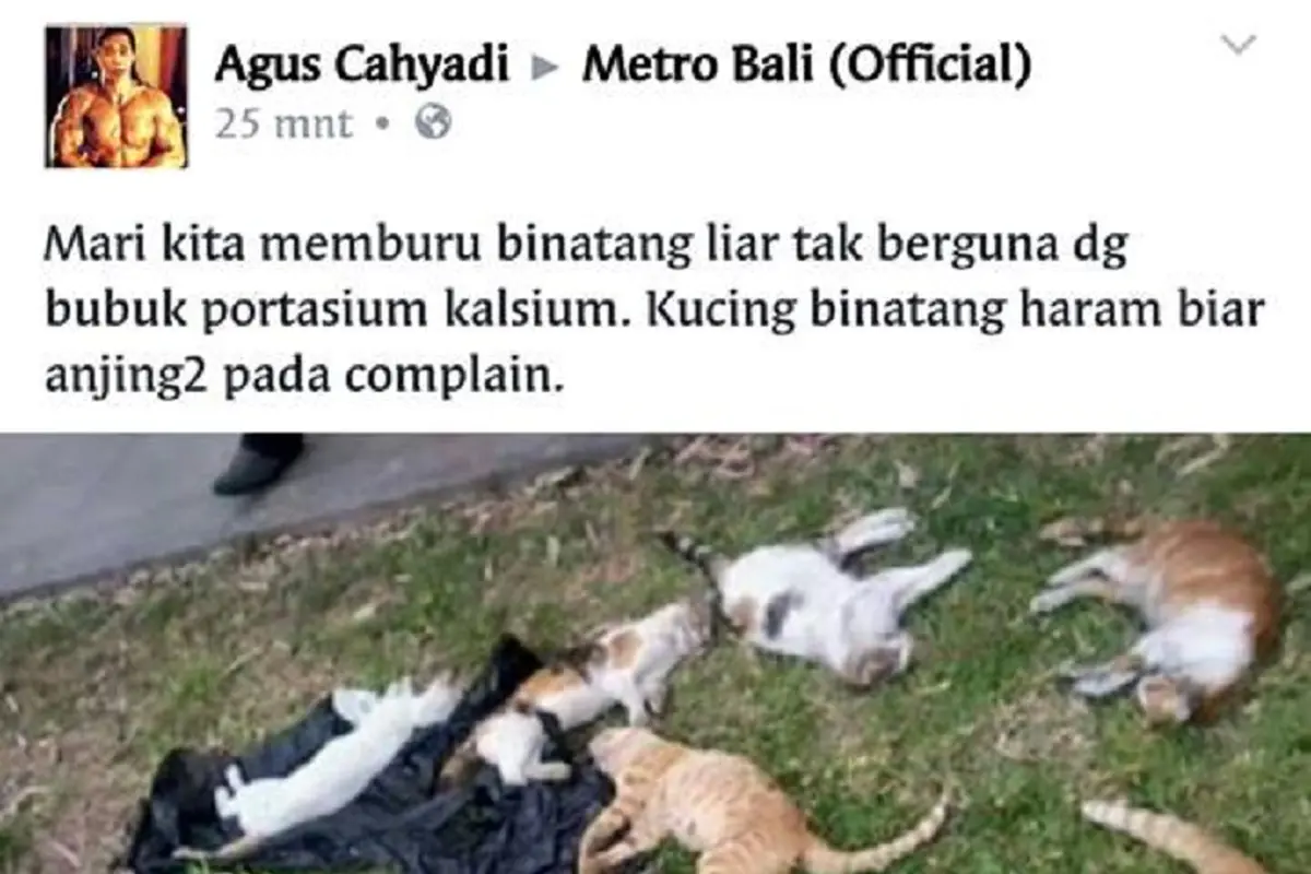 [Bintang] Pembunuh massal kucing