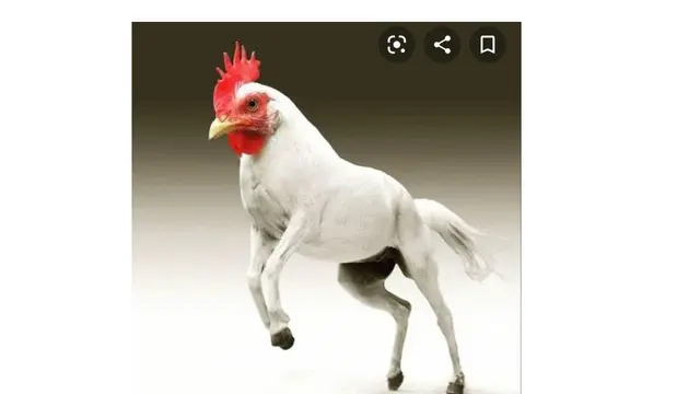 6 Editan Foto Ayam dengan Hewan Lain Ini Nyeleneh, Bikin Ngakak