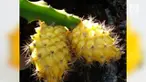 Jika biasanya kulit buah naga berwarna merah, buah naga jenis ini memiliki kulit kuning dan daging buah berwarna putih.