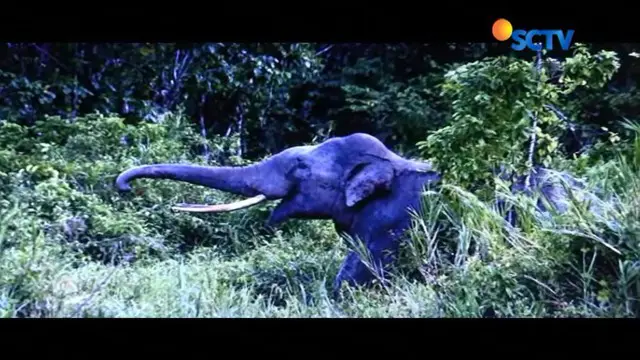 Amuk Gajah Liar Bikin Resah Warga OKU  