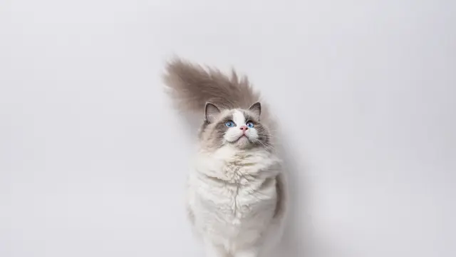 Ragdoll
