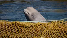 Paus beluga berenang dalam fasilitas penampungan di Primorsky, Rusia, Minggu (7/4). Rusia berencana membebaskan 98 paus yang dikurung dalam fasilitas penampungan tersebut. (Press Service of Administration of Primorsky Krai/Alexander Safronov/Handout via Reuters)
