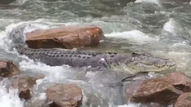 Berkamuflase, Pemancing Nyaris Diterkam Buaya 4 Meter