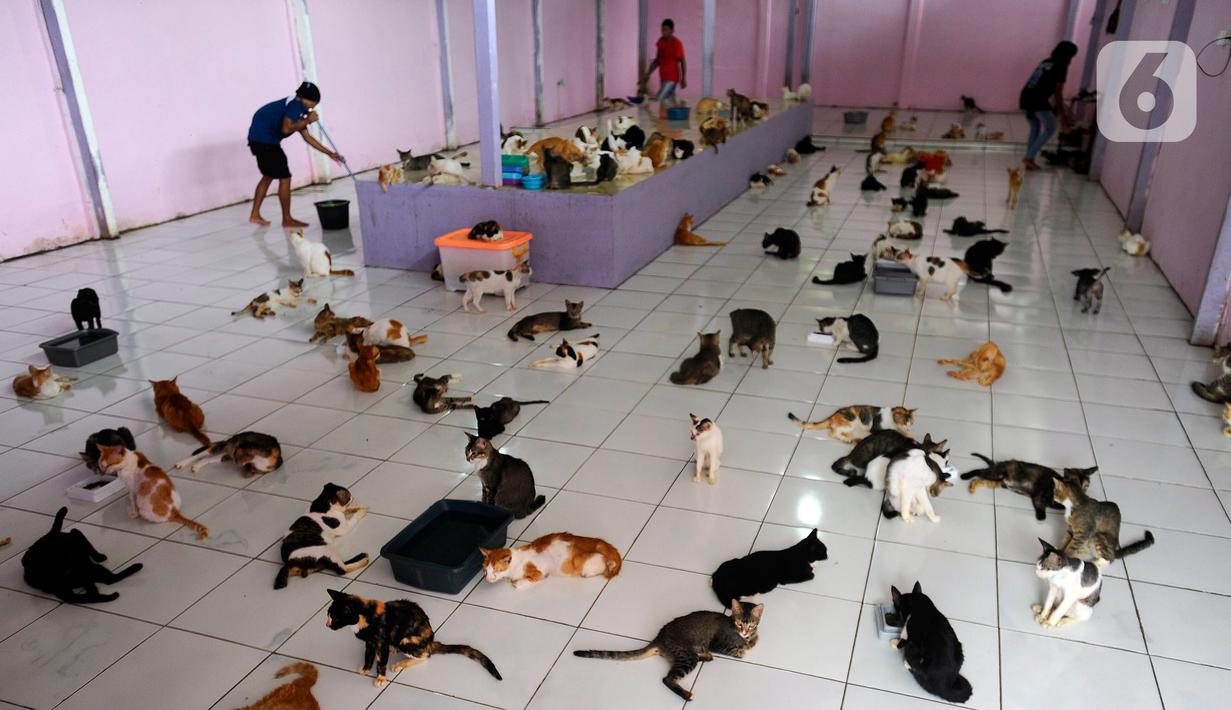 Mengunjungi Rumah Singgah Ribuan Kucing Terlantar di Parung  Foto