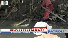 Seekor buaya milik seorang warga lepas ke Sungai Sasak, Sukoharjo, Jawa Tengah. Untuk keamanan warga, aparat kepolisian dan petugas BKSDA berjuang untuk menangkap buaya sepanjang enam meter tersebut.