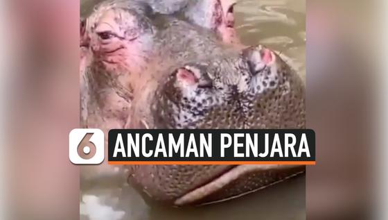 VIDEO: Pelempar Botol ke Mulut Kuda Nil Terancam Penjara