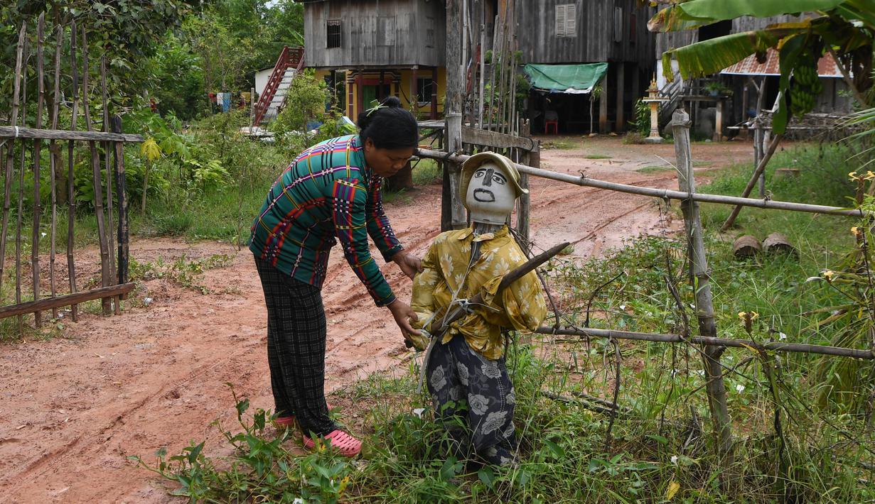 Seorang perempuan mendirikan orang-orangan sawah di depan rumahnya di provinsi Kampong Cham, Kamboja, 11 Oktober 2020. Penduduk di desa itu mebuat orang-orangan sawah atau disebut juga Tim Mong untuk menangkal virus corona  Covid-19 berdasarkan kepercayaan yang mereka yakini. (TANG CHHIN Sothy/AFP)