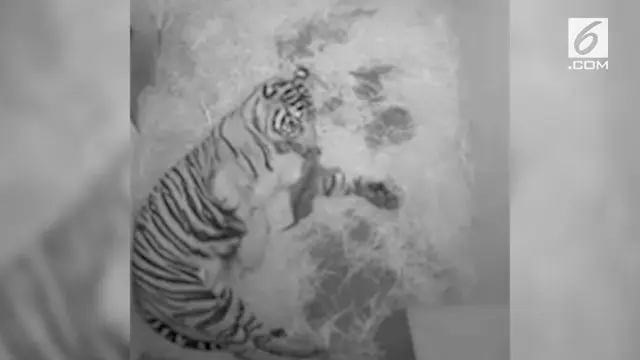 Kebun Binatang Washington Merilis Video Kelahiran Harimau Sumatera