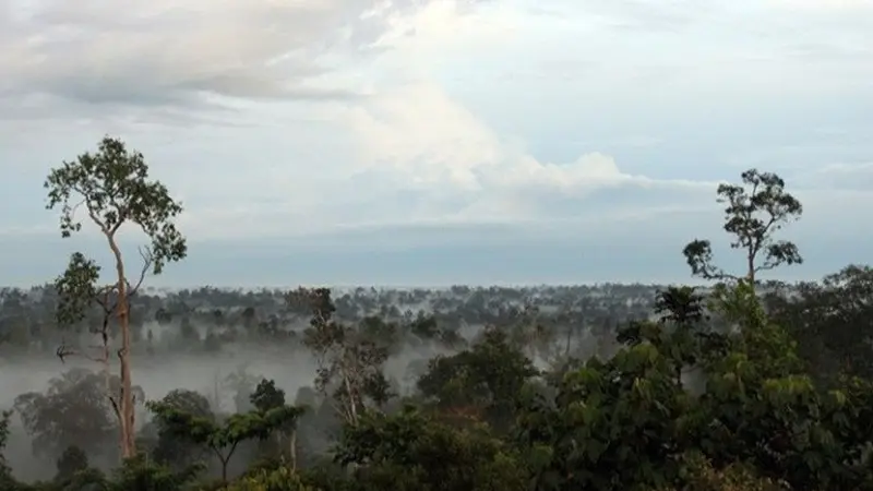 Hutan Harapan Jambi