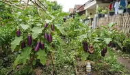 Cara Mencegah Buah Terong Berlubang Sebelum Dipanen, Terapkan Perawatan yang Tepat