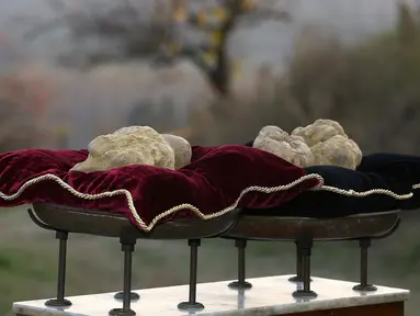 Jamur Truffle ditampilkan sebelum lelang internasional di Istana Grinzane, Italia, Minggu (13/11). Penampilannya memang tidak menarik, tetapi truffle tercatat sebagai jamur termahal di dunia saat ini. (REUTERS/Stefano Rellandini)