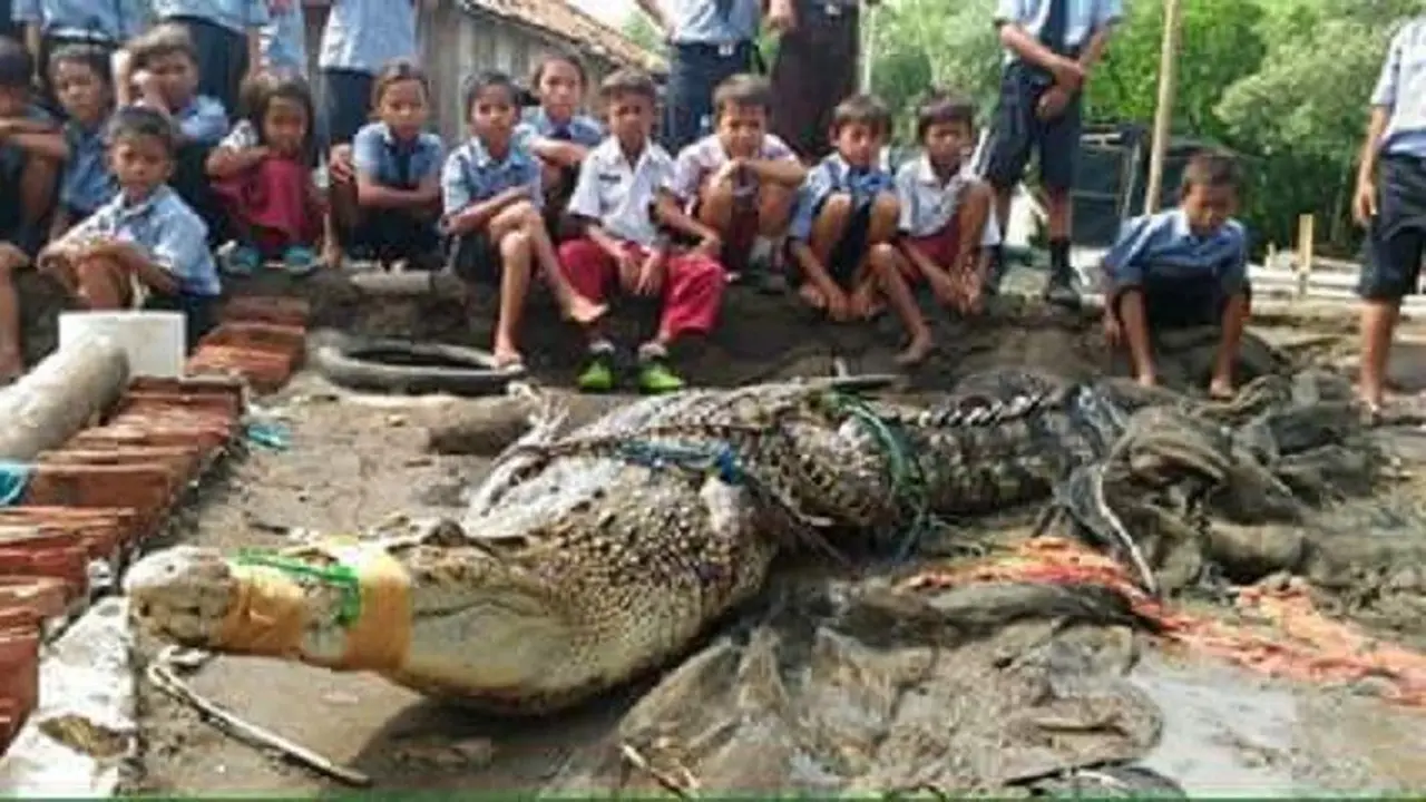 [Bintang] Buaya 