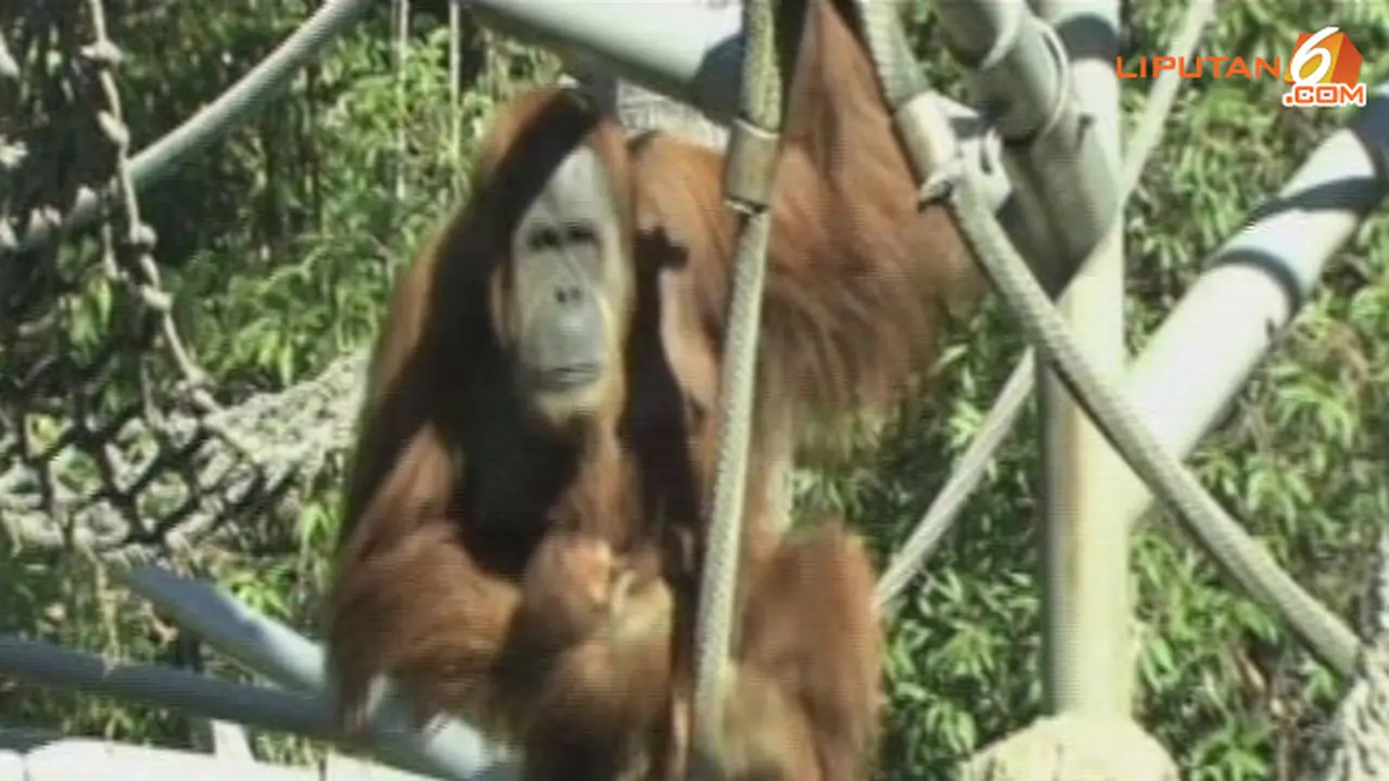 orang-utan131113b.jpg
