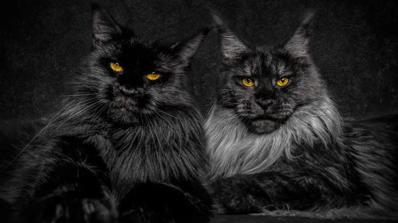 [Bintang] Kucing Maine coon