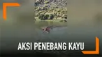 Sejumlah penebang kayu di Kota Baishan membawa hasil tebangannya dengan cara unik. Mereka mengikat tumpukan kayu menjadi rakit kemudian membawanya menyusuri sungai.