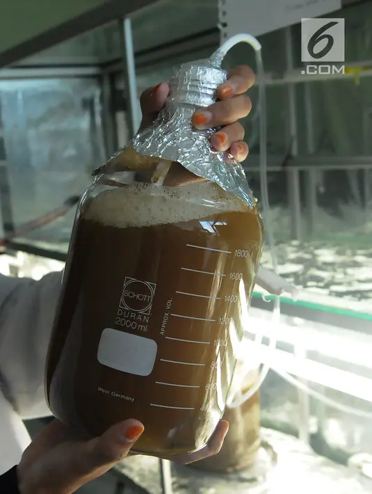 Peneliti menunjukkan tabung berisi mikroorganisme bawah laut di Laboratorium BPPT, Serpong, Tangsel, Banten, Kamis (10/1). Mikroorganisme tersebut dapat digunakan sebagai pengganti minyak bumi (bio fuel). (Merdeka.com/Arie Basuki)