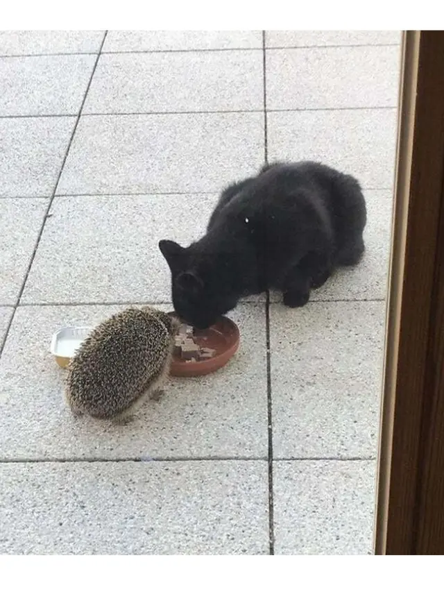 6 Potret Akur Hewan Peliharaan Beda Jenis, Damai Penuh Kasih Sayang