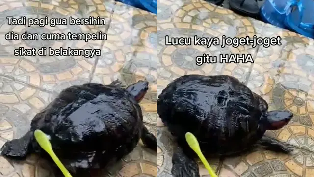 Seekor kura-kura asyik bergoyang saat mandi.