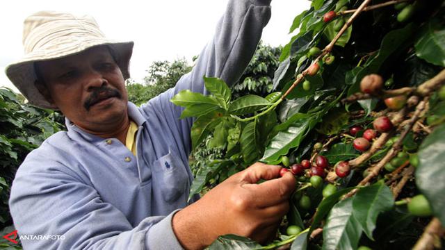 Jamur Serang Perkebunan Kopi Di Amerika Tengah Dan Selatan Bisnis Liputan6 Com