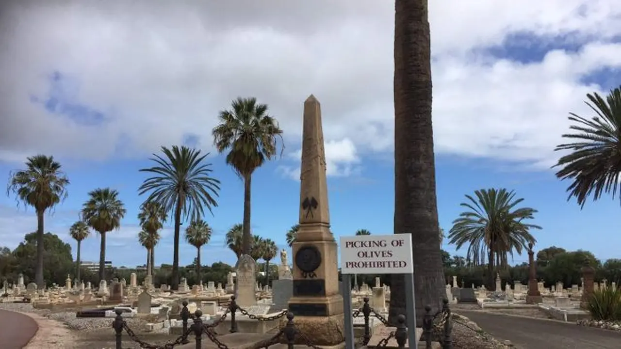 TPU West Terrace Cemetery di Adelaide, Australia Selatan yang terdapat banyak pohon Zaitun. (ABC News/Caroline Winter)