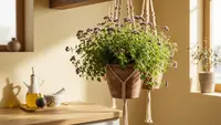 Inspirasi Tanaman Oregano Gantung untuk Dapur Rumah: Segar, Estetis, dan Fungsional