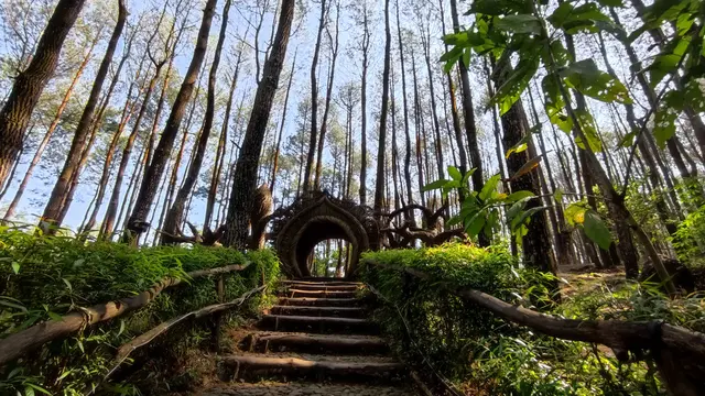 ilustrasi Hutan Imogiri, Yogyakarta