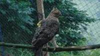 Seekor elang jawa sebelum dilepasliarkan di kawasan Taman Nasional Bromo Tengger Semeru pada 29 April 2021 (BB TNBTS)