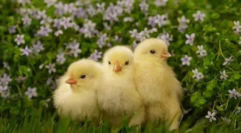 5700 Gambar Hewan Anak Ayam Gratis