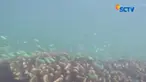 Warna-warni ikan laut dan ragam bunga karang melengkapi indahnya tempat ini.