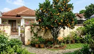 8 Pohon Buah Pendek untuk Taman Rumah Kecil, Cocok Ditanam di Pot