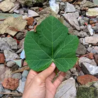 ilustrasi manfaat daun jarak/shutterstock