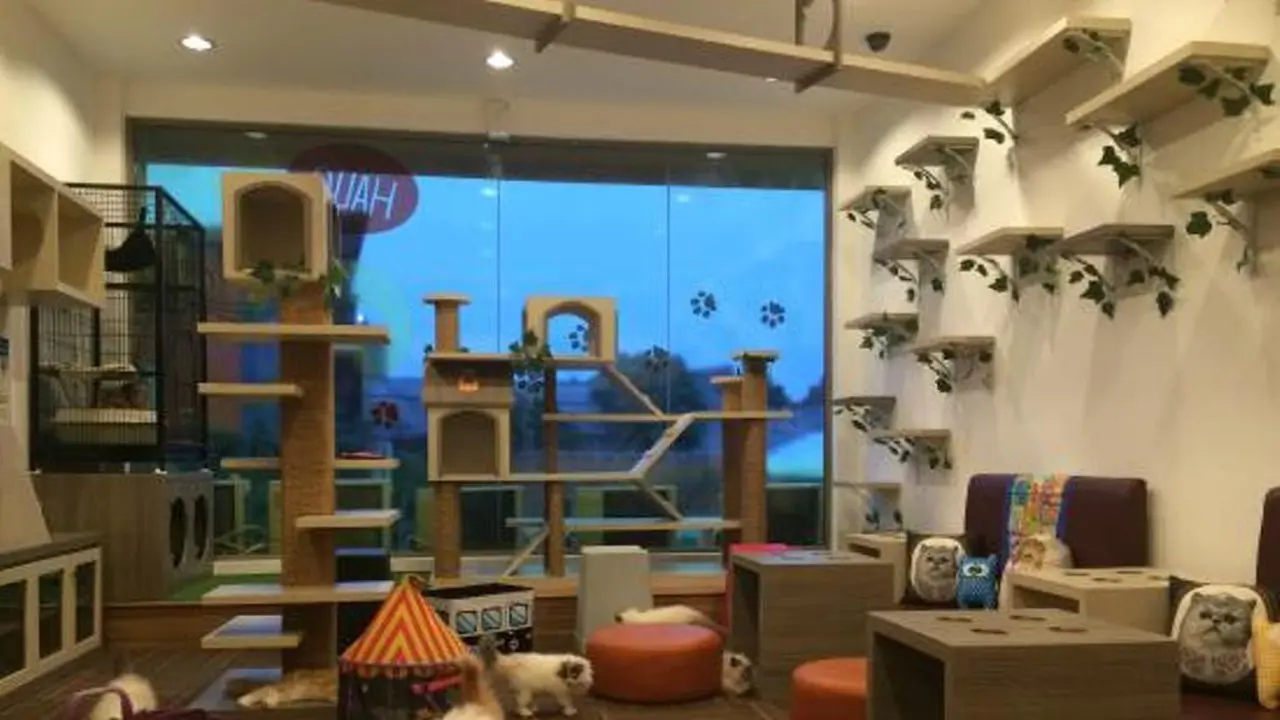 [reservasi]cafe pecinta hewan 
