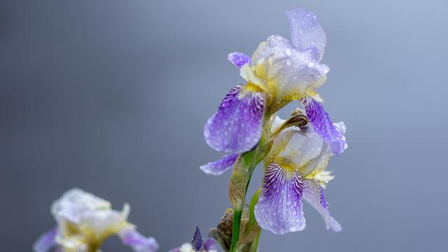 9 Tanaman yang Memiliki Bunga Abadi, Bahkan Tetap Mekar di Musim Panas!